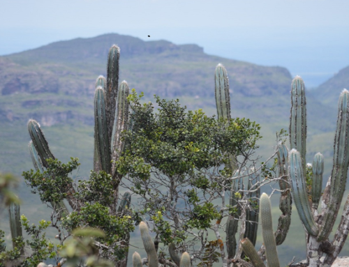 Bioma exclusivamente brasileiro oferece vários destinos de ecoturismo