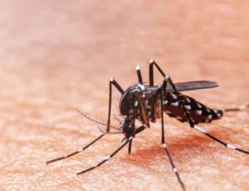Sergipe receberá doses da vacina contra a dengue