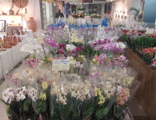 Feira de Flores de Holambra acontece no Home Center Ferreira Costa até o dia 24