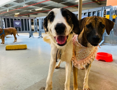 Campanha de adoção de pet, em parceria com o Programa Aju Animal, acontece no RioMar Shopping