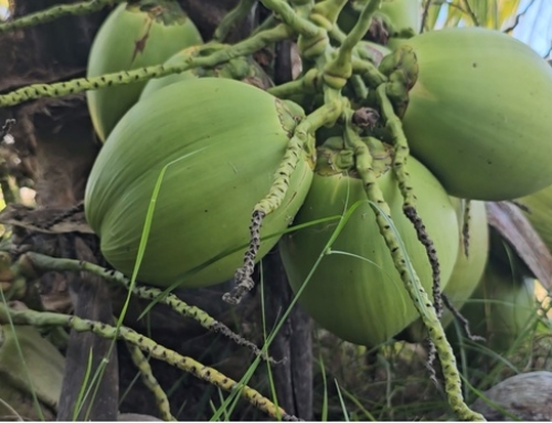 Cooperativismo, crédito e inovação elevam produção de coco e laranja no Sul de Sergipe